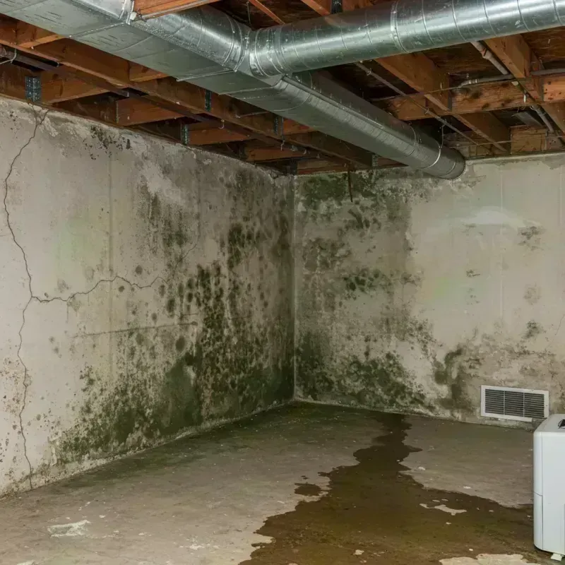 Professional Mold Removal in Livingston County, MO